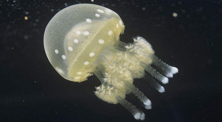 钵水母纲.jpg