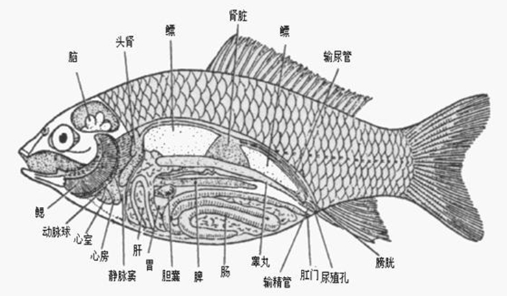 鱼1.jpg