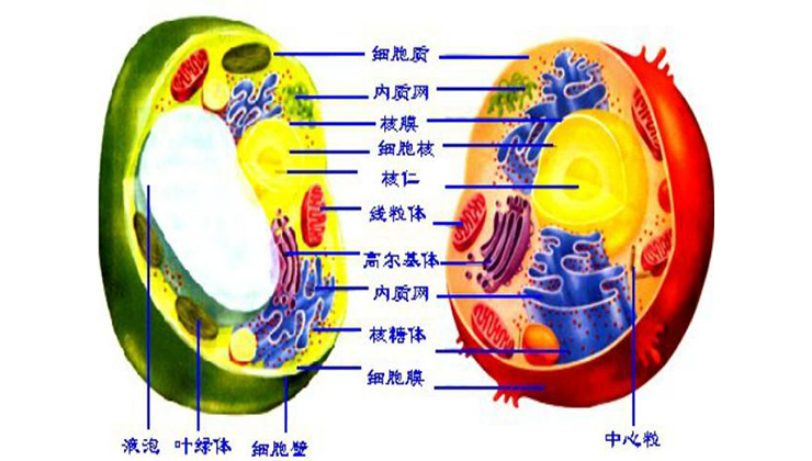 真核细胞.jpg